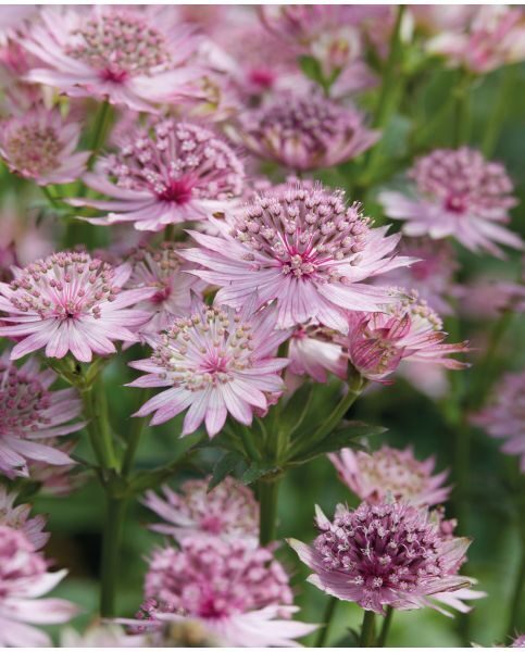 Astrantia major Roma- Lielā zvaigznīte/astrancija